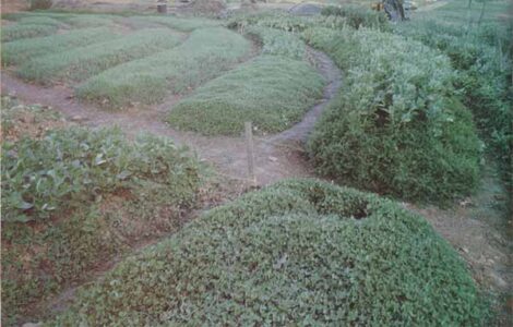 Biodynamic Gardening Image